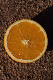              Fruit cross-section (Riverside, CA)       