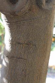              Bark (Riverside, CA)       