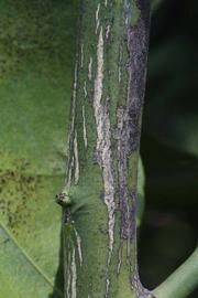              Second - third year twig (Riverside, CA)       