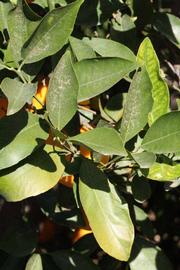            Sun leaves (Riverside, CA)   