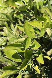            Sun leaves (Riverside, CA)   