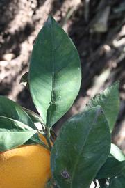            Shade leaves (Riverside, CA)   