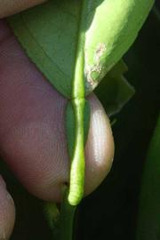              Petiole (Riverside, CA)       