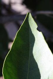              Margin (Riverside, CA)       