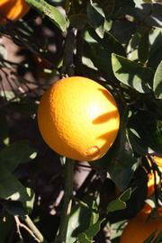              Fruit (Riverside, CA)       