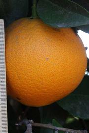              Fruit (Riverside, CA)       