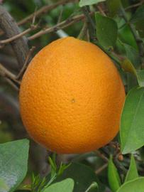            Fruit (Riverside, CA)   