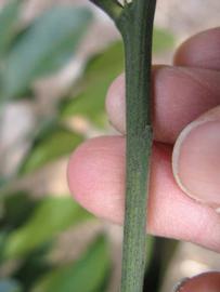              First year twig (Winter Haven, FL)       