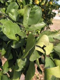            Sun leaves (Winter Haven, FL)   