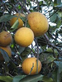              Fruit (Winter Haven, FL)       