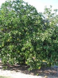            Habit (Winter Haven, FL)   