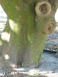            Bark (Winter Haven, FL)      