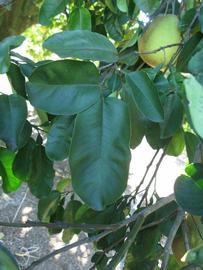              Shade leaves (Winter Haven, FL)       