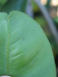              Margin (Winter Haven, FL)       