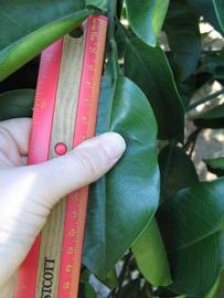              Unifoliolate leaf (Winter Haven, FL)       