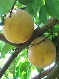            Fruit (Winter Haven, FL)   