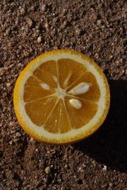            Fruit cross-section of  Citrus sinensis         (Lima, Riverside, CA)   