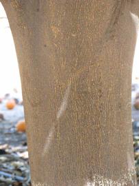            Bark (Riverside, CA)   