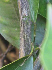              Second - third year twig (Riverside, CA)       