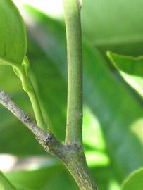            First year twig (Riverside, CA)   