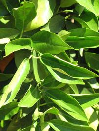              Sun leaves (Riverside, CA)       