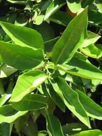              Sun leaves (Riverside, CA)       