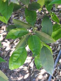              Shade leaves (Riverside, CA)       