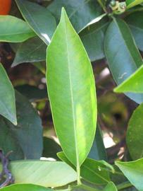            Unifoliolate leaf of  Citrus sinensis         (Lima, Riverside, CA)   