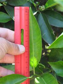              Unifoliolate leaf (Riverside, CA)       