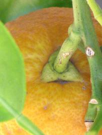            Fruit (Riverside, CA)   