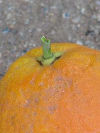            Fruit (Riverside, CA)   