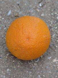            Fruit (Riverside, CA)   