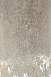              Bark (Riverside, CA)       