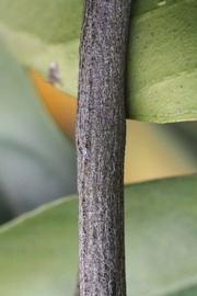              Second - third year twig (Riverside, CA)       