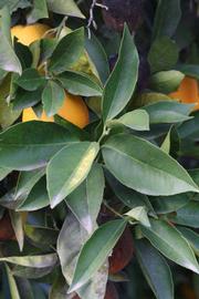            Sun leaves (Riverside, CA)   