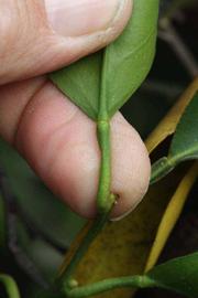              Petiole (Riverside, CA)       