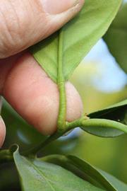              Petiole (Riverside, CA)       