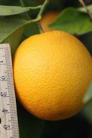              Fruit (Riverside, CA)       