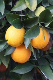              Fruit (Riverside, CA)       