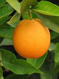            Fruit (Riverside, CA)   