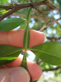              Rachis (Winter Haven, FL)       