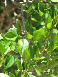              Sun leaves (Winter Haven, FL)       