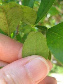            Margin (Winter Haven, FL)   