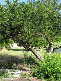              Habit (Winter Haven, FL)       