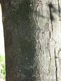              Bark (Winter Haven, FL)       