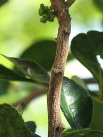                 Second - third year twig (Winter Haven,   FL)       