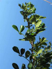              Sun leaves (Winter Haven, FL)       