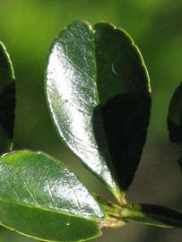              Margin (Winter Haven, FL)       