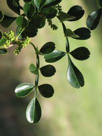            Pinnately compound leaf of  Zanthoxylum fagara            (Winter Haven, FL)   