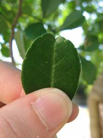              Margin (Winter Haven, FL)       